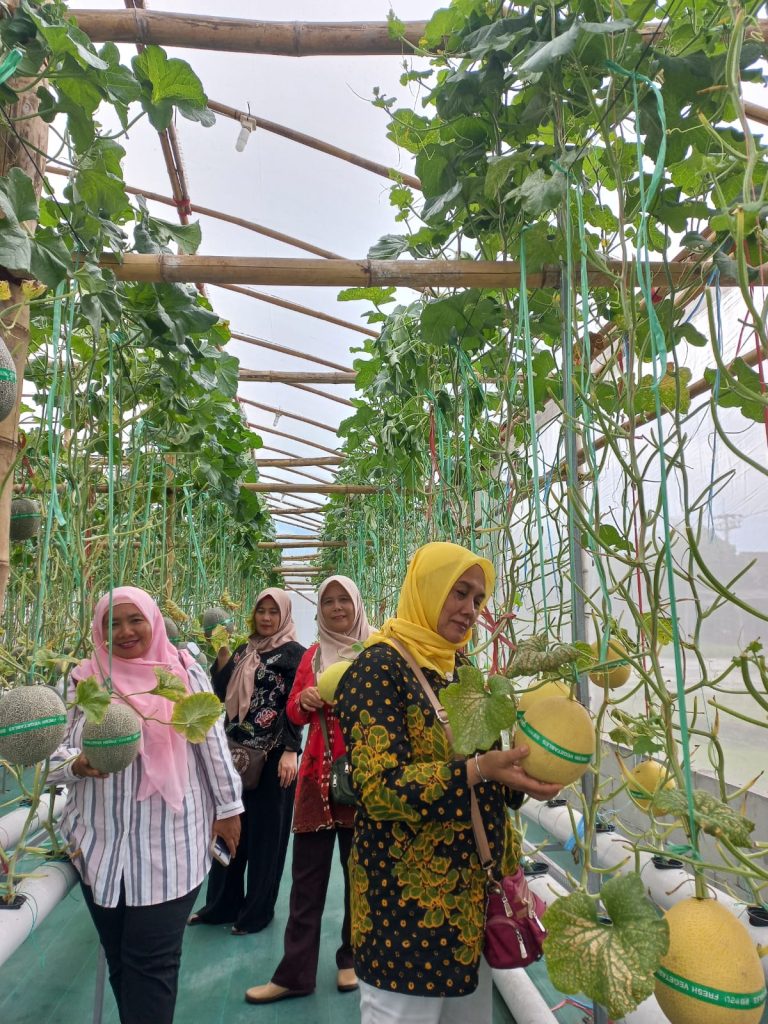 Petik Melon Hidroponik Green House Jati Unggul BUMDes Kujati Perdana Diminati Masyarakat